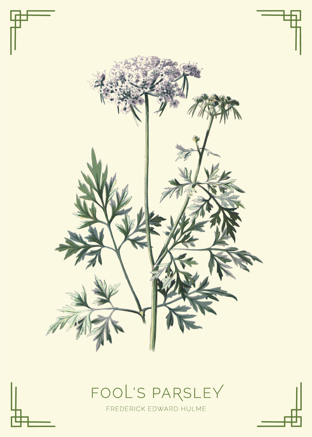Fools parsley Frederick Edward Hulme retro naturplakater