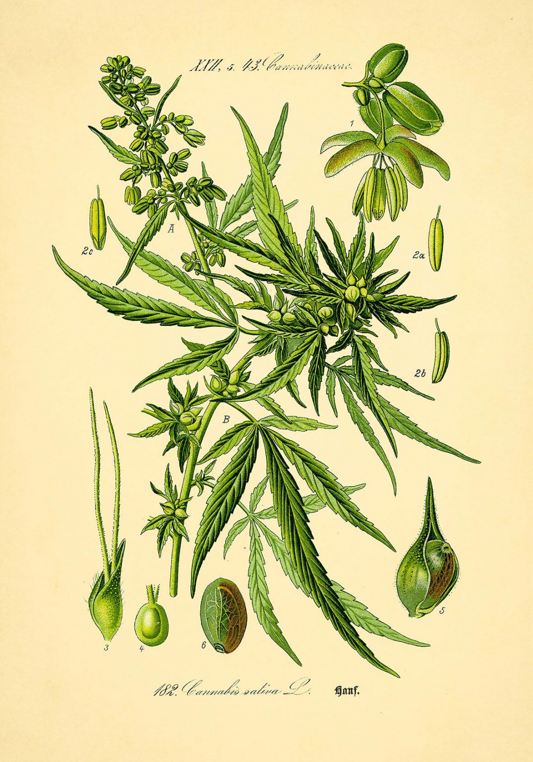 Cannabis Sativa Plakat